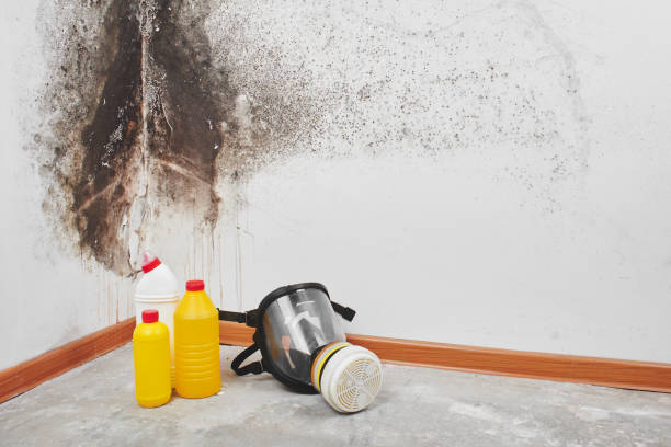 Mold Removal Process in Hooper, NE