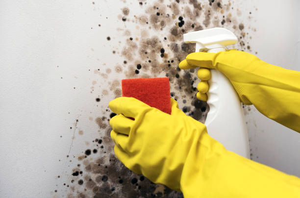 Best Attic Mold Removal  in Hooper, NE